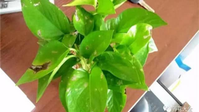 养的绿萝烂叶了？学会控制浇水 就能油绿长满盆