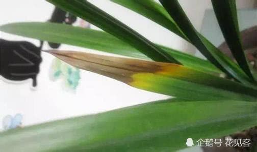 夏季 兰花叶片特多干尖枯焦 喷洒降温不管用?浇灌点这种活性水
