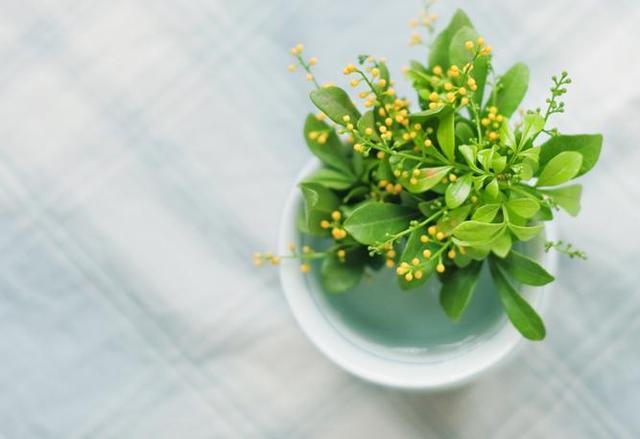 浇水的时候加一点糖 可以让植物枝繁叶茂、花开爆盆