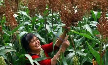 以前是五谷之一的高粱 现在却很少有人种植了 是口感不好吗？