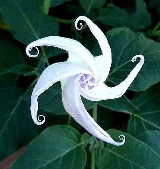 眼界大开：奇花异草