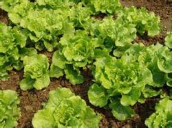生菜地和熟菜地施肥有何不同