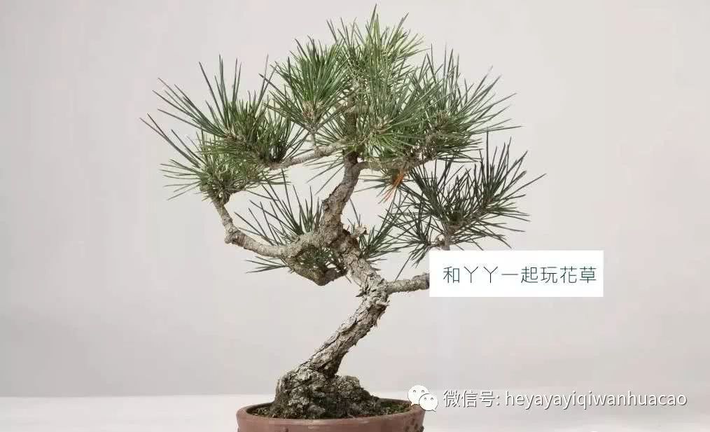 玩盆景无舍不得