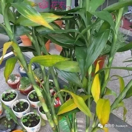 花卉绿植黄叶根治八种方法