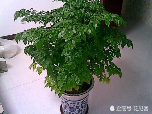 幸福树这样养护 枝繁叶茂 开满枝幸福花 又大又香