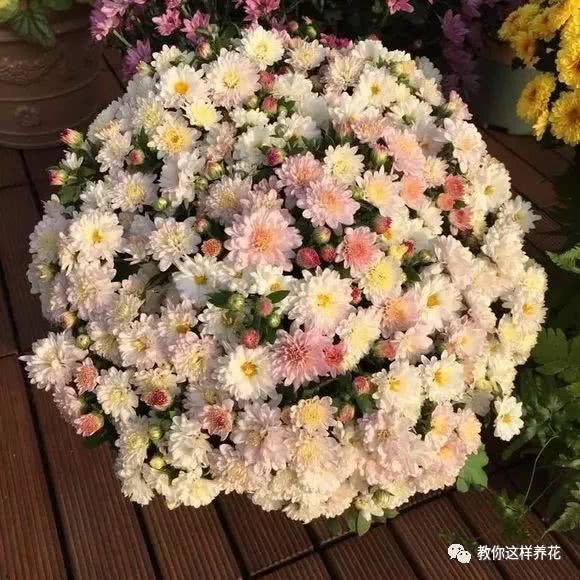 这些花儿热不死 三伏天也呼呼开花 越热开得越来劲