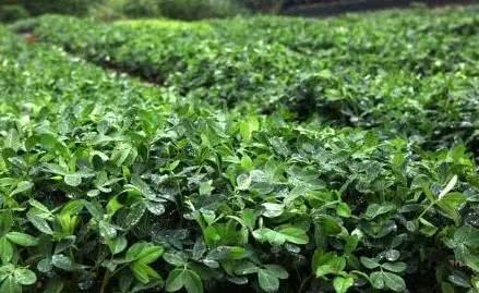 花生控旺经常用到多效唑 但你真的用对了吗？