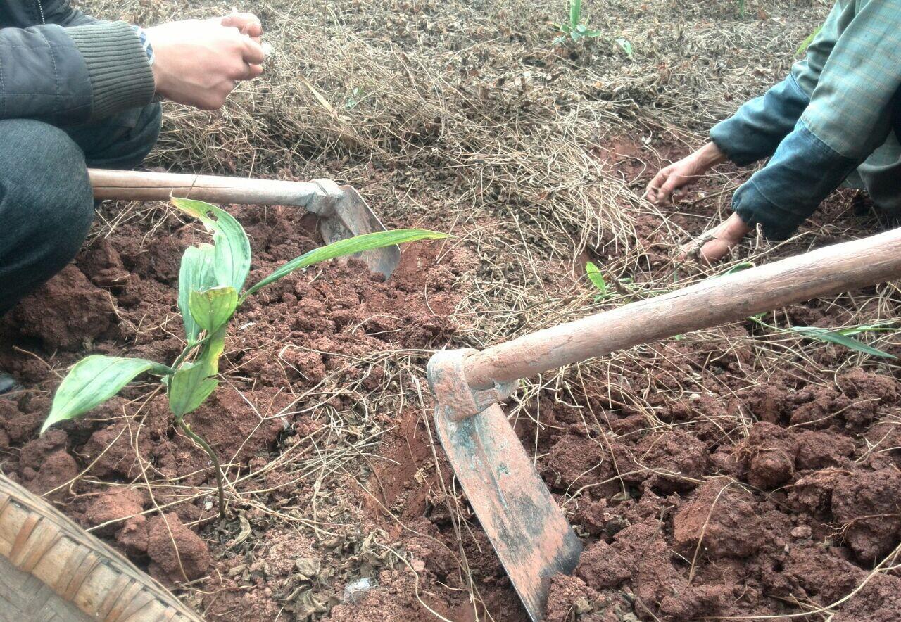 这野菜长得像虫子 人称白虫草 药用价值高 做泡菜堪称一绝
