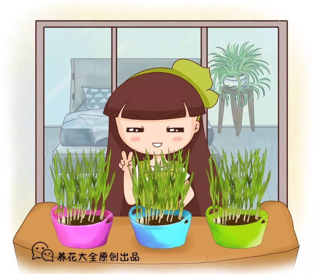 老爸天天逛花市 光看不买 只因为家里种了它们
