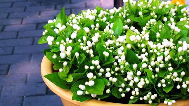 开完花的茉莉 教你一招 过后花芽还能接着长