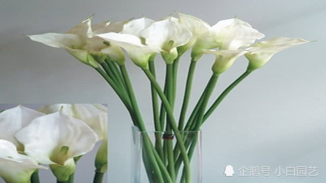 马蹄莲叶子为什么会发黄？