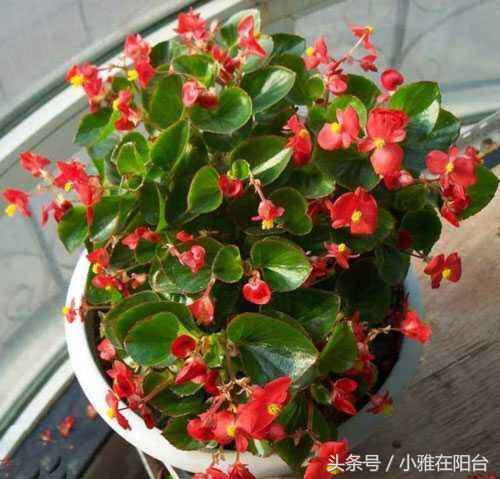 四季海棠这样养 嫩叶长好多 花儿一簇簇 一棵种出好多盆