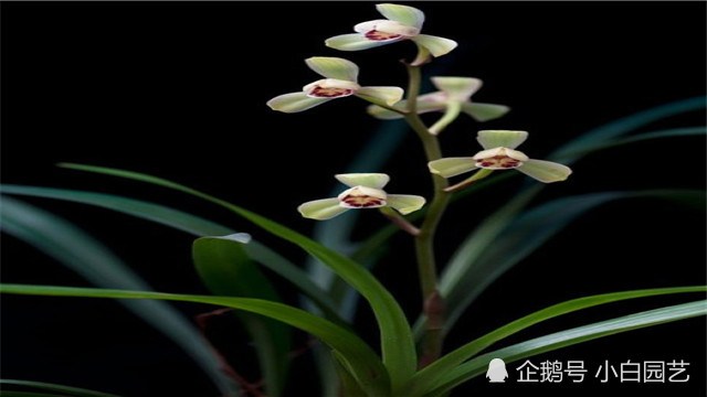 建兰的养殖方法有哪些?养殖建兰有什么注意事项?
