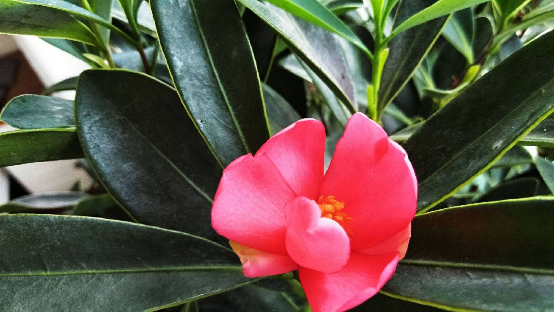 养茶花有妙招 只要这样养 就不信你养不好