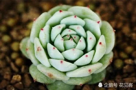 这5种多肉在夏季特爱黒腐 不及时预防处理 就只剩盆了