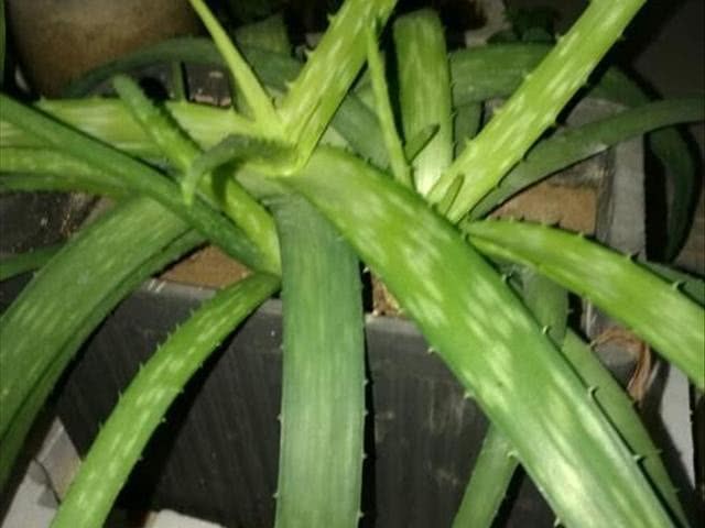 芦荟出现干瘪状况是什么引起的?该怎么进行处理?