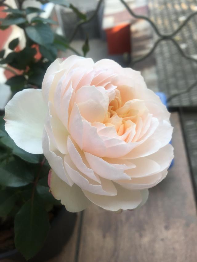 此花比香水还香 漂亮不输牡丹 四季开花 种植容易 是盆栽佳品