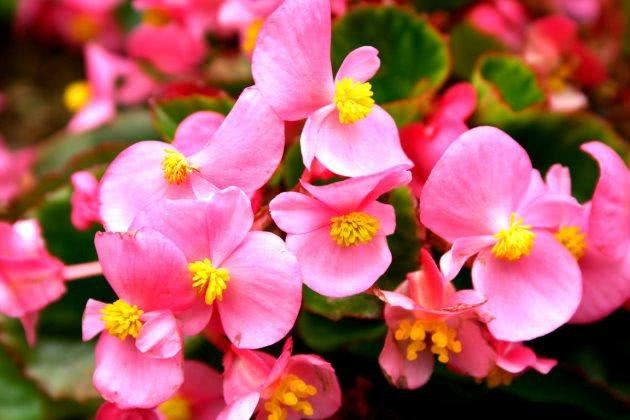 四季海棠这样养 生机勃勃 繁花满枝