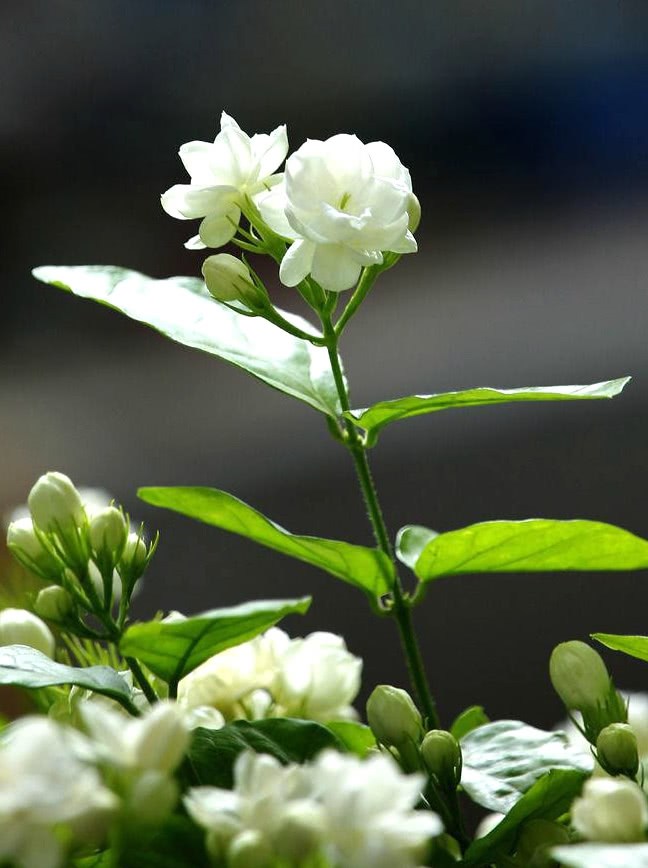 这种皮做成的肥水 养茉莉花 一个月长花苞 连开两次