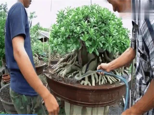 沙漠玫瑰如何养殖的枝繁叶茂?爷爷分享养殖方法 邻居看完都羡慕