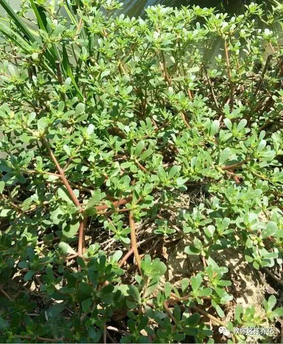 这2种长寿菜降火菜 掐根枝扔水里就活 夏天赶紧吃点