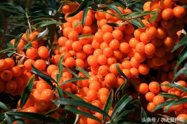 这种水果 维生素C是葡萄的200倍 种植可耐-50℃低温 结果超多
