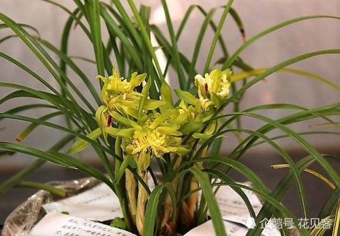 安徽张大姐养兰花有技巧 盆土里撒点它 大白根粗壮 蚊虫绕道走
