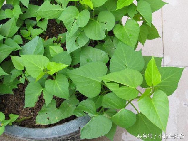 这三种蔬菜 吃不完直接扔盆土里 长得枝繁叶茂 还能收获小惊喜
