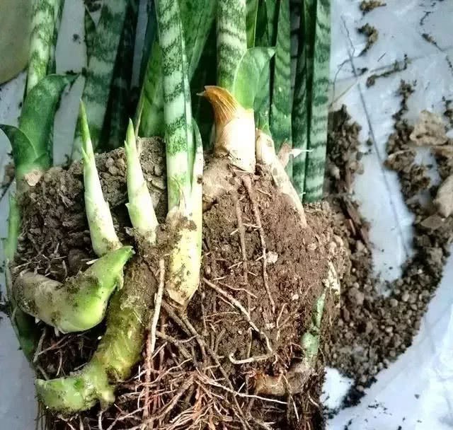 虎皮兰挖点土 橡皮树割块皮 嗖嗖直冒芽 不施肥也能撑爆盆