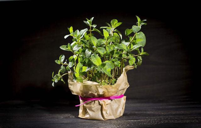 养殖这几种植物 再也不用控制自己浇水 让你一次浇个够