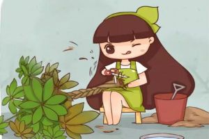 发财树卷叶栀子发黄,别忽视,小心出大问题!