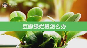 豆瓣绿烂根怎么办