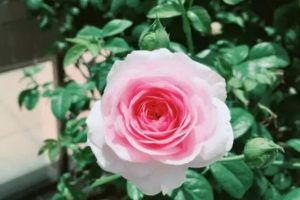 40℃高温的夏天,这4点没注意,花死的只剩盆!