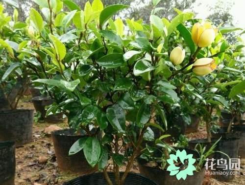 盆栽种植含笑花盆栽过程