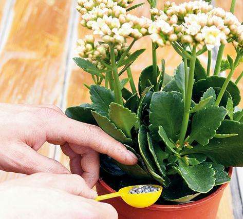 腐叶土这样用 板结、烂根都找你 啥花也养不活
