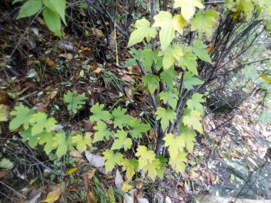这种土豆长树上 农民见了不敢吃 却不知是罕见的穿山龙