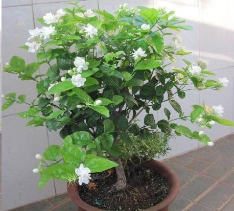 8月期间 这5种花越热越生根 只要15天 一盆变成20盆