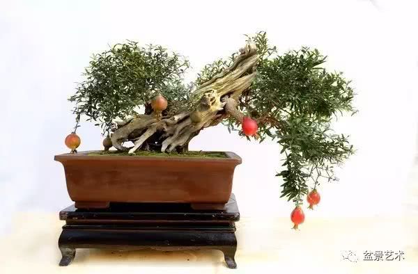 石榴盆景制作与养护