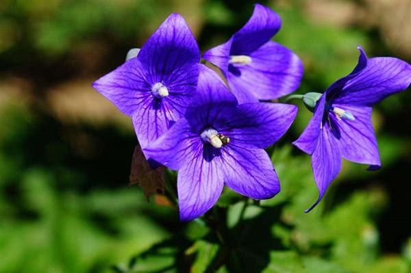 此花高雅至极 插花、食用皆相宜