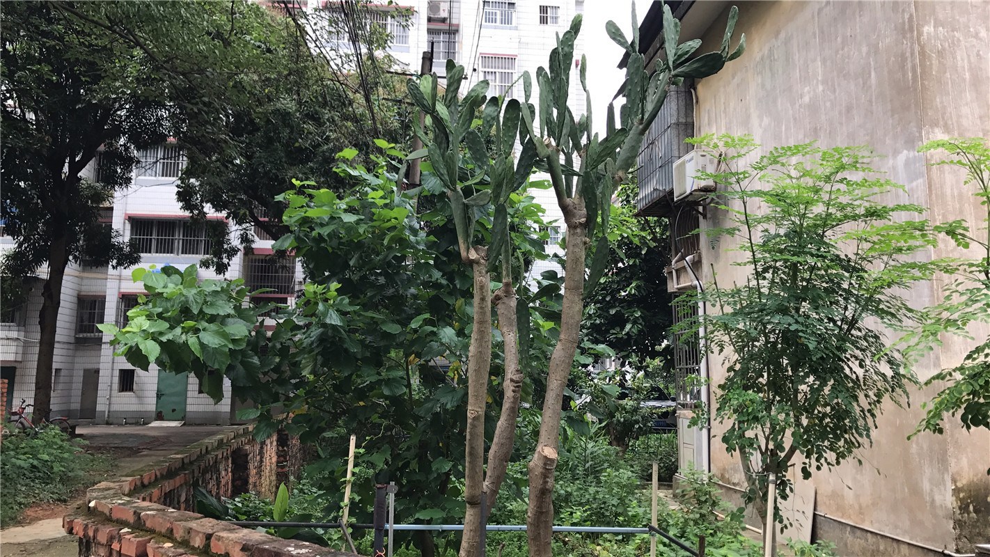 巨型仙人掌 养了10年 长了5米 养护有些诀窍 您也可以学