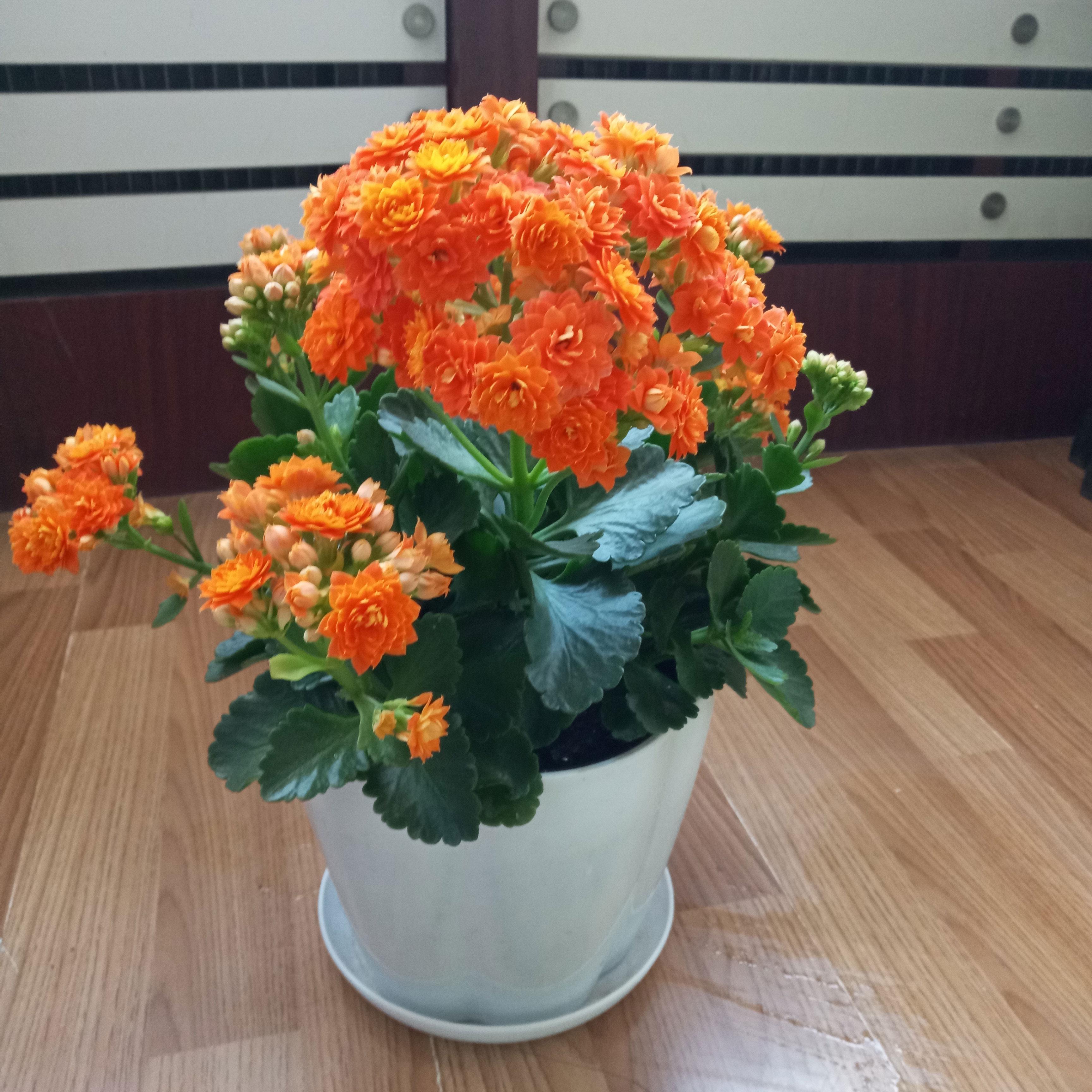 秋季养长寿花 3个小贴士 长寿花成了开花机器