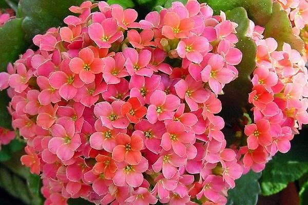 长寿花开花时怎么浇水
