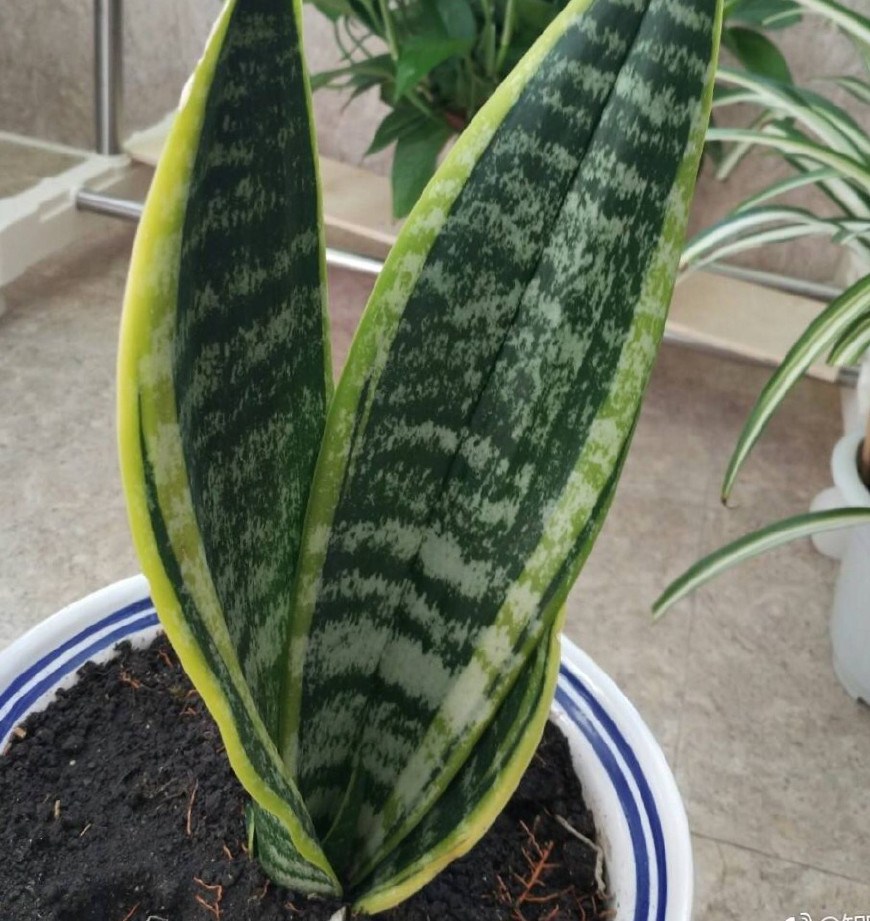 养虎皮兰 撒一把黄豆 一年就能收获满盆虎皮兰 叶子又宽又大