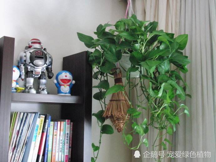绿萝长出这东西 是一种喜讯 别急着把它剪掉