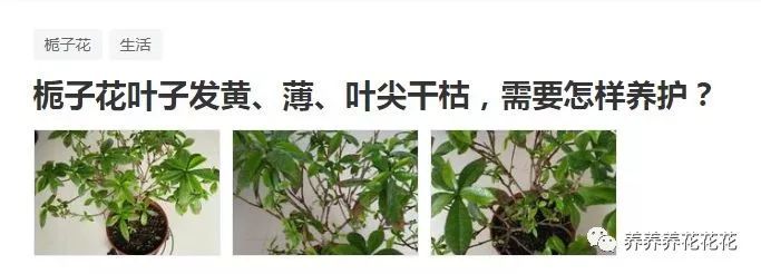栀子花出现叶尖干枯发黄的情况 养花高手都是这样轻松治好的