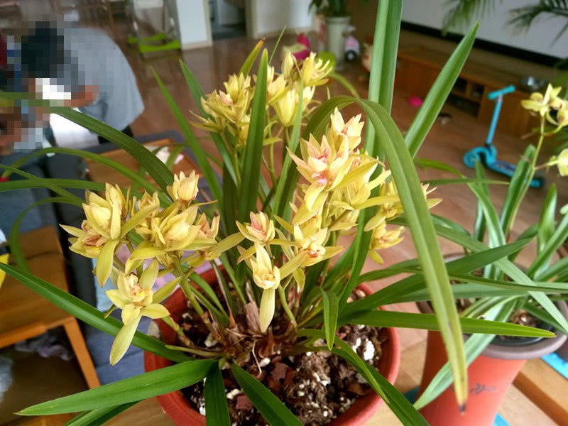 此兰花很好养 花型奇特 花香浓郁 花期长 价格便宜 适合新手