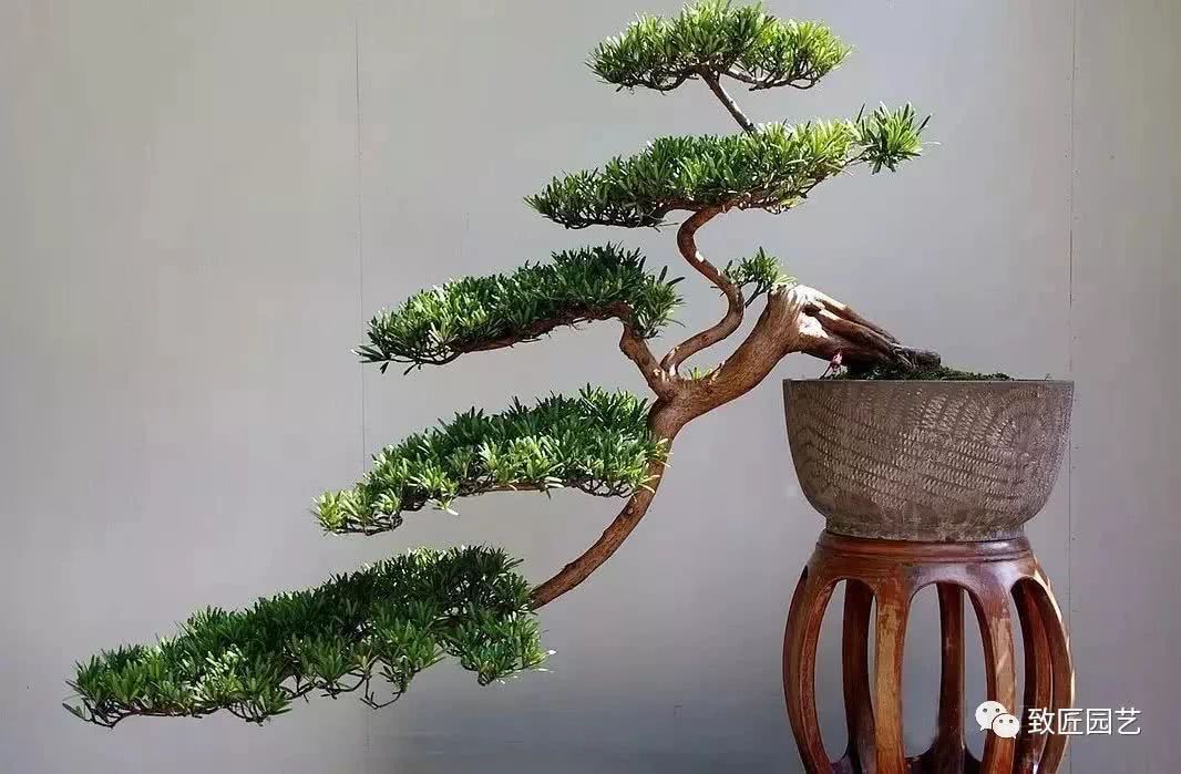 干货：盆景嫁接的基本方法