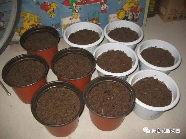 换盆几个小动作 不生虫 不黄叶 盆栽花卉长疯了