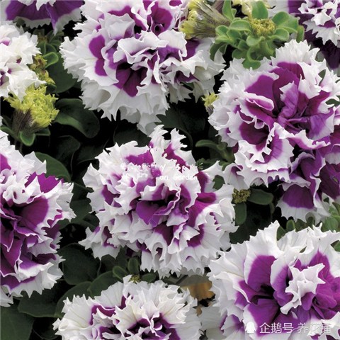 这种花形似牡丹 花期超长 开花时繁花似锦