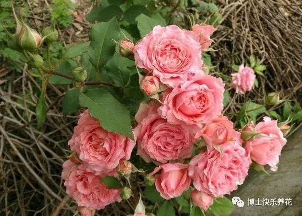 夏天养月季 3步走 40度高温 一枝头上开10几朵花 又大又艳